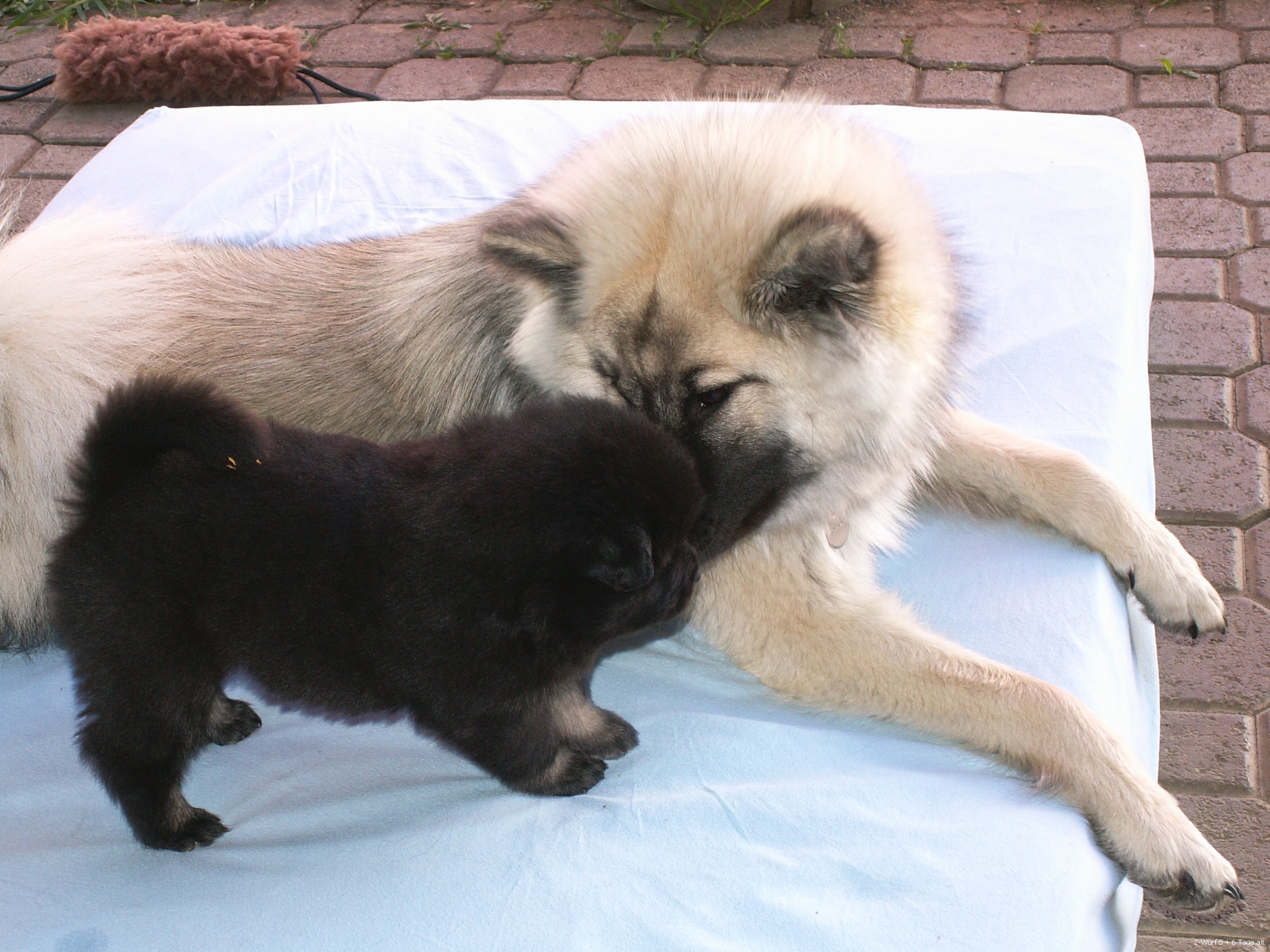 Mit Simba Spass haben