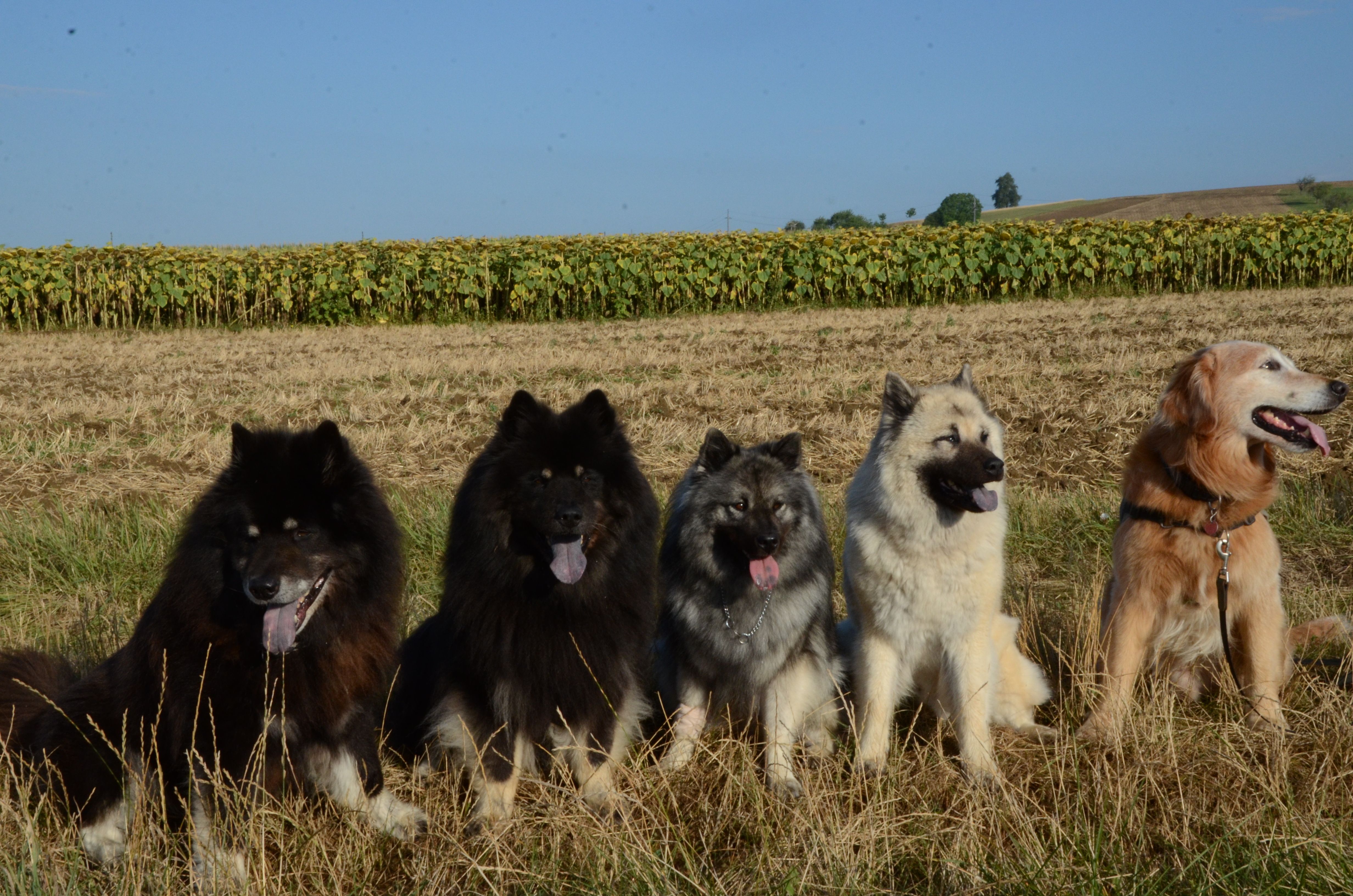 Ferien in Loninga mit Merlin,Simba, Anila Yeno und Ximbo