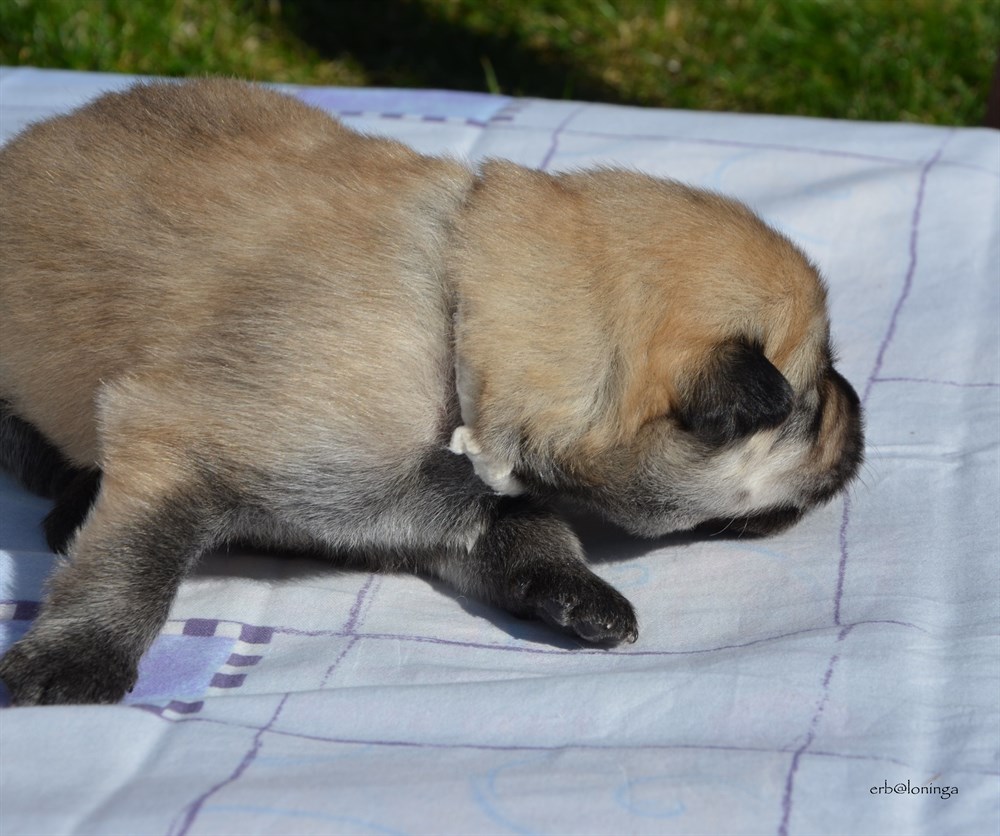 Rüde (beige)