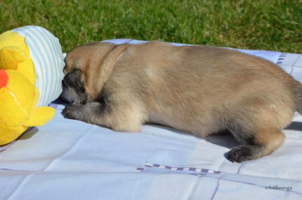 Rüde (beige)