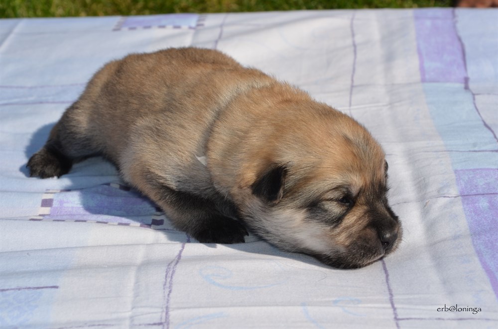 Rüde (beige)