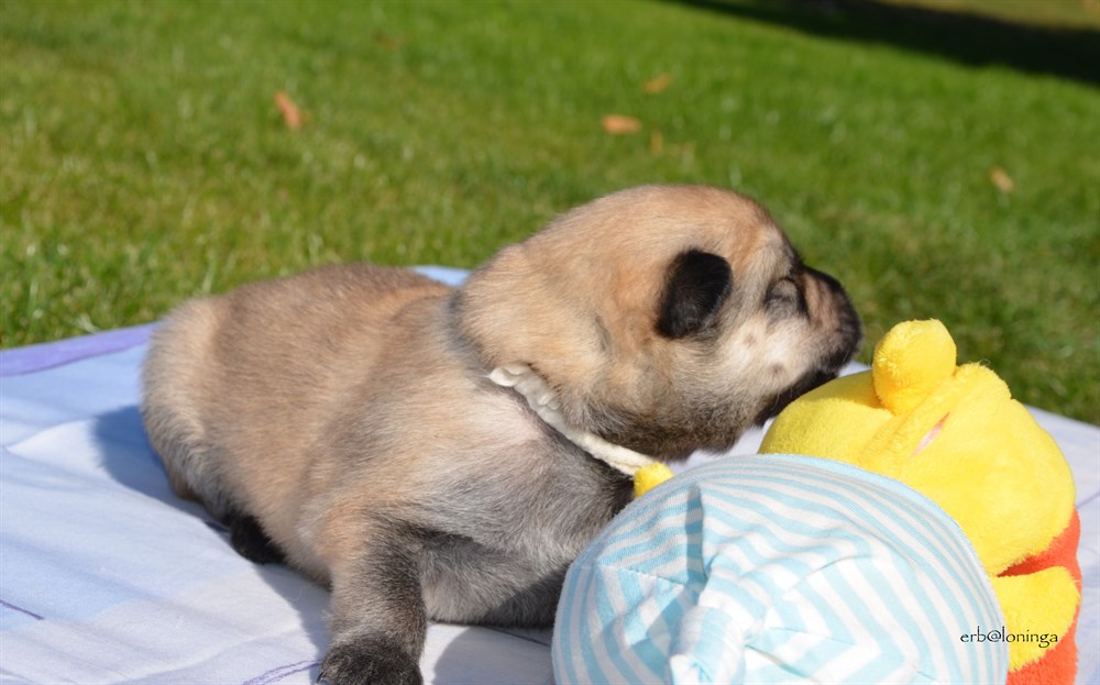 Rüde (beige)