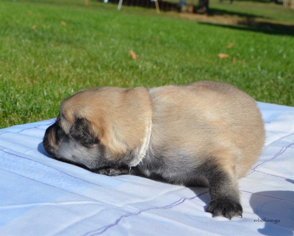 Rüde (beige)