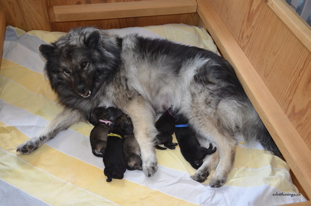 Bis am Morgen sind alle 6 Welpen da