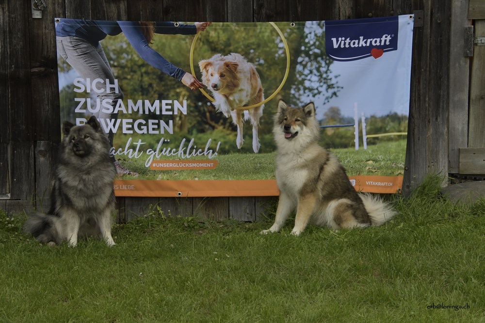Werbeaufnahme für Vita-Kraft Sponsor - Danke der Firma für die grosszügige Spende / links Artaio's Anila , rechts Chuckie von Loninga