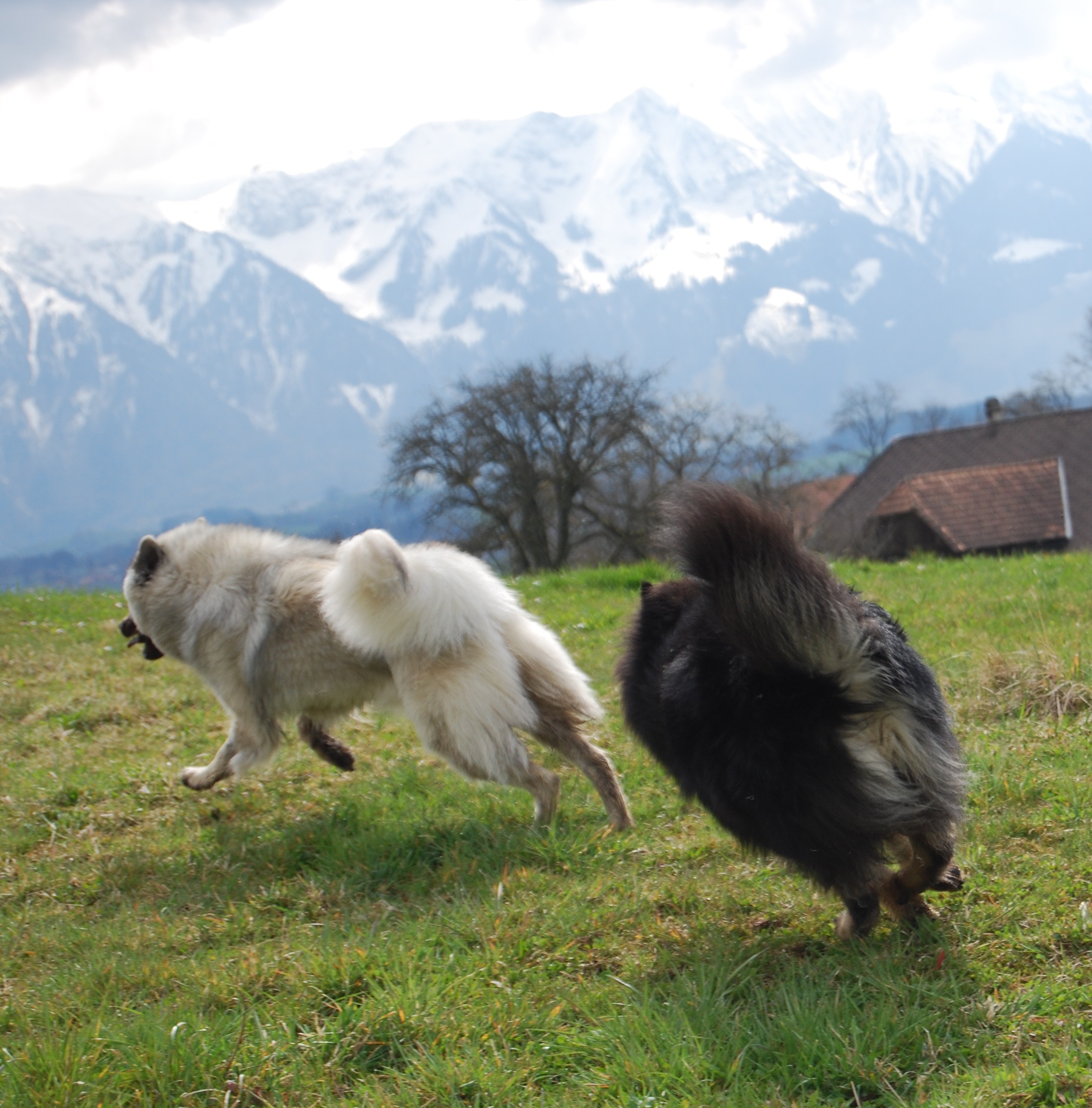 ausgiebiges Spiel mit Simba auf dem Spaziergang