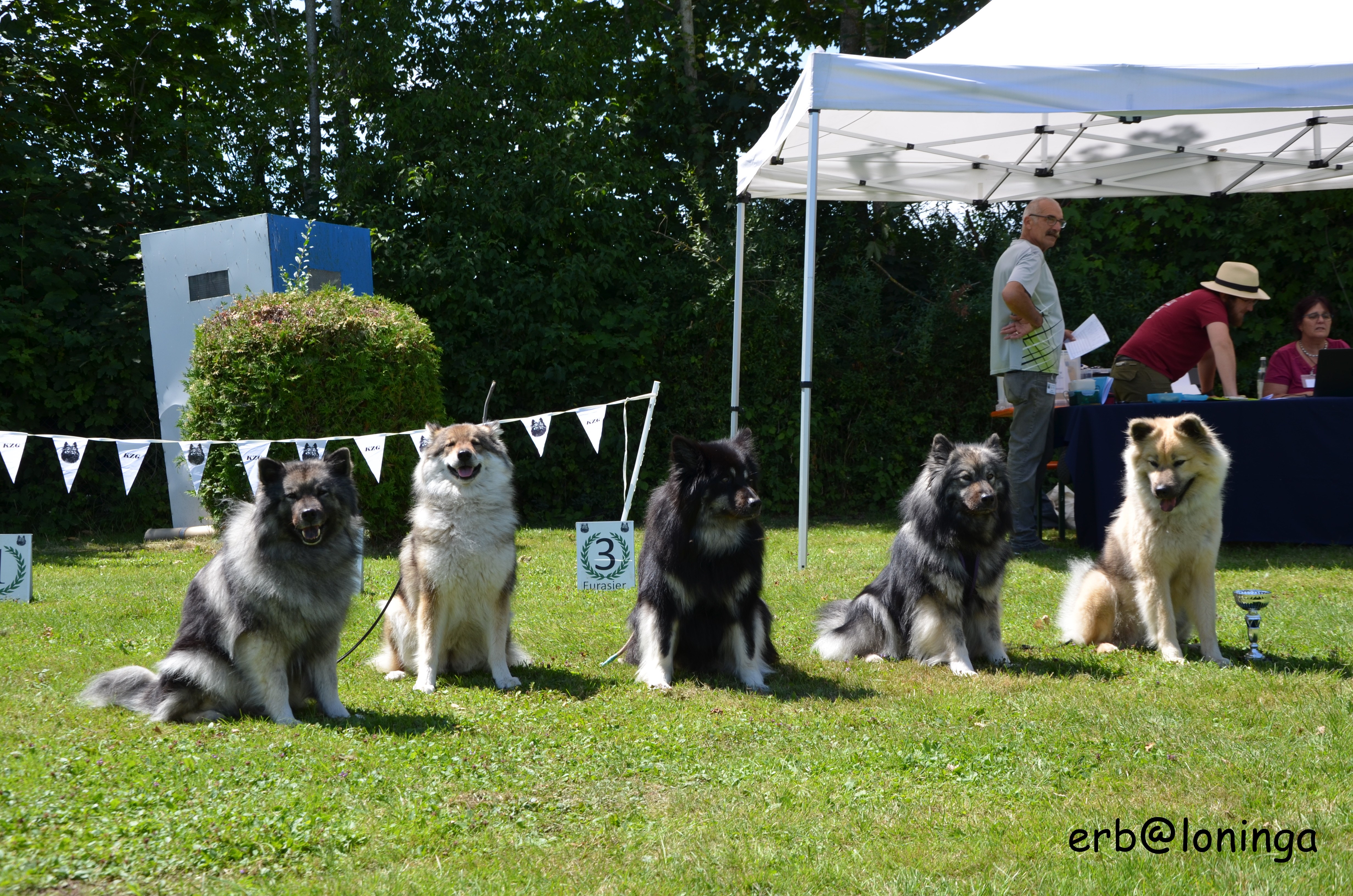 mit 5 Hunden - eine gute Schweizer Vertretung