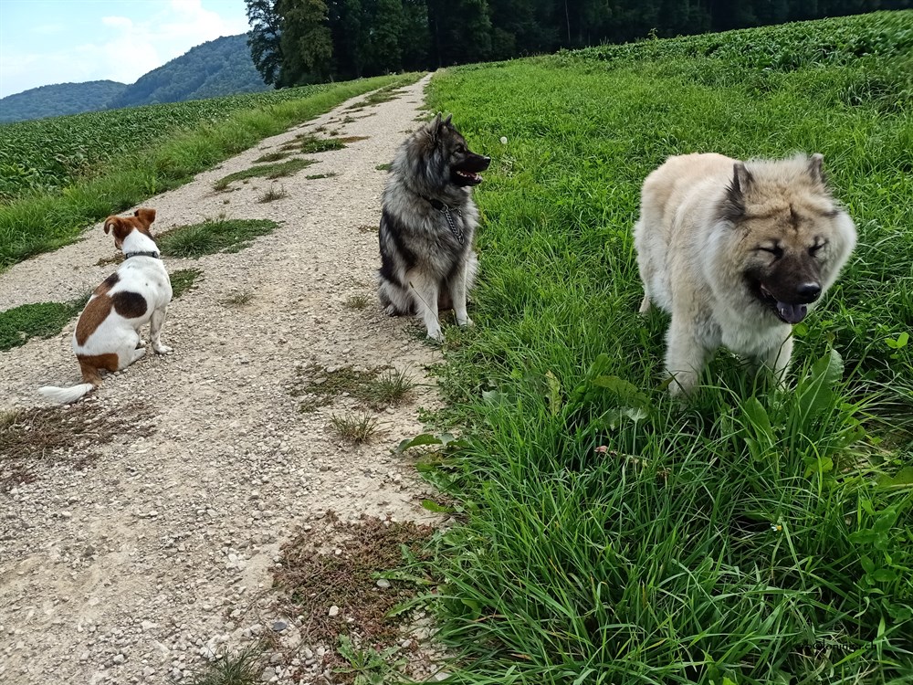 letzter gemeinsamer Spaziergang am 16. September 2020 - immer noch interessiert und gut drauf - natürlich etwas gemächlicher