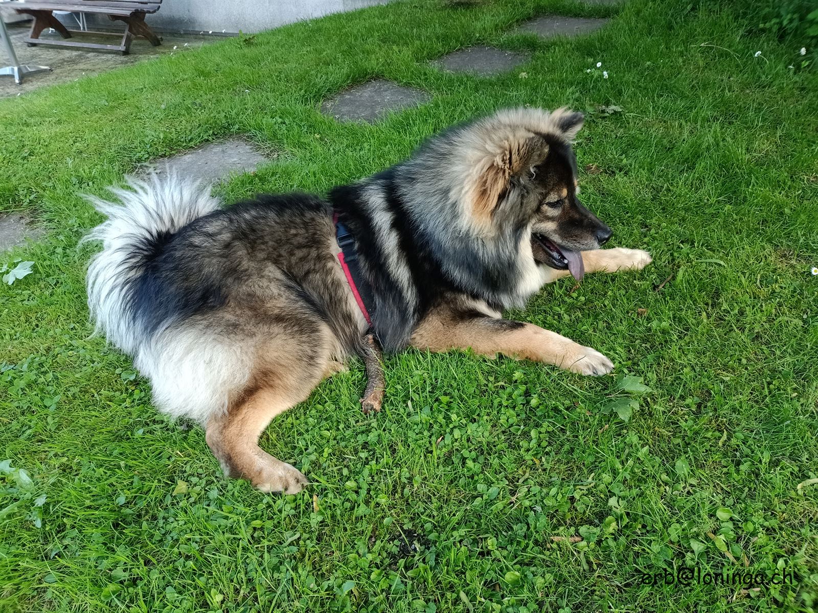 Enzo - Aramis von Loninga