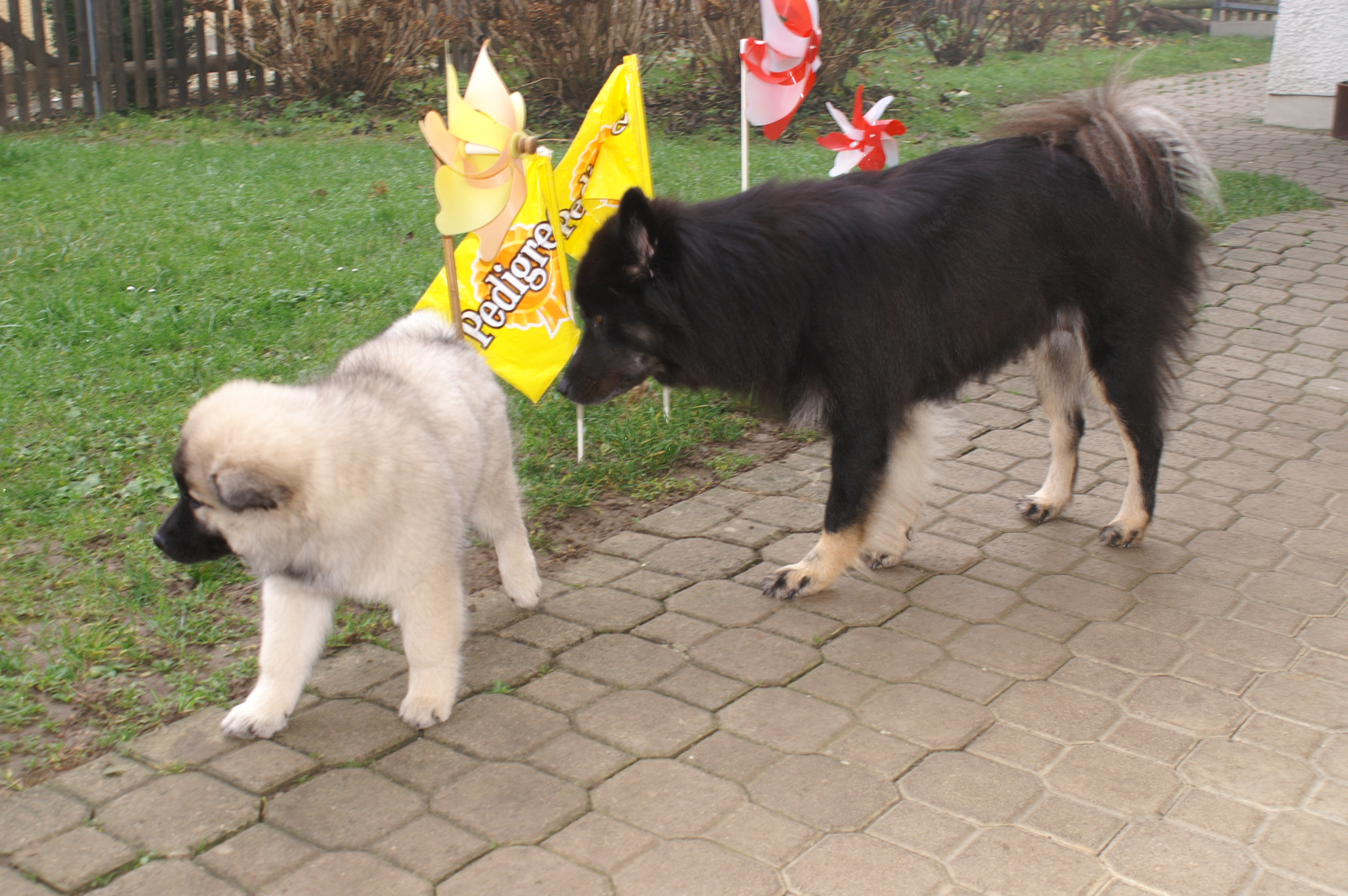 Simba zuhause mit Esta vom Märchenwald