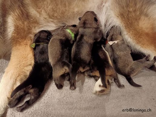 Hauptbeschäftigung...Schlafen und Trinken und Mama putzt und massiert uns kräftig, damit wir unser "Gschäftli" machen können